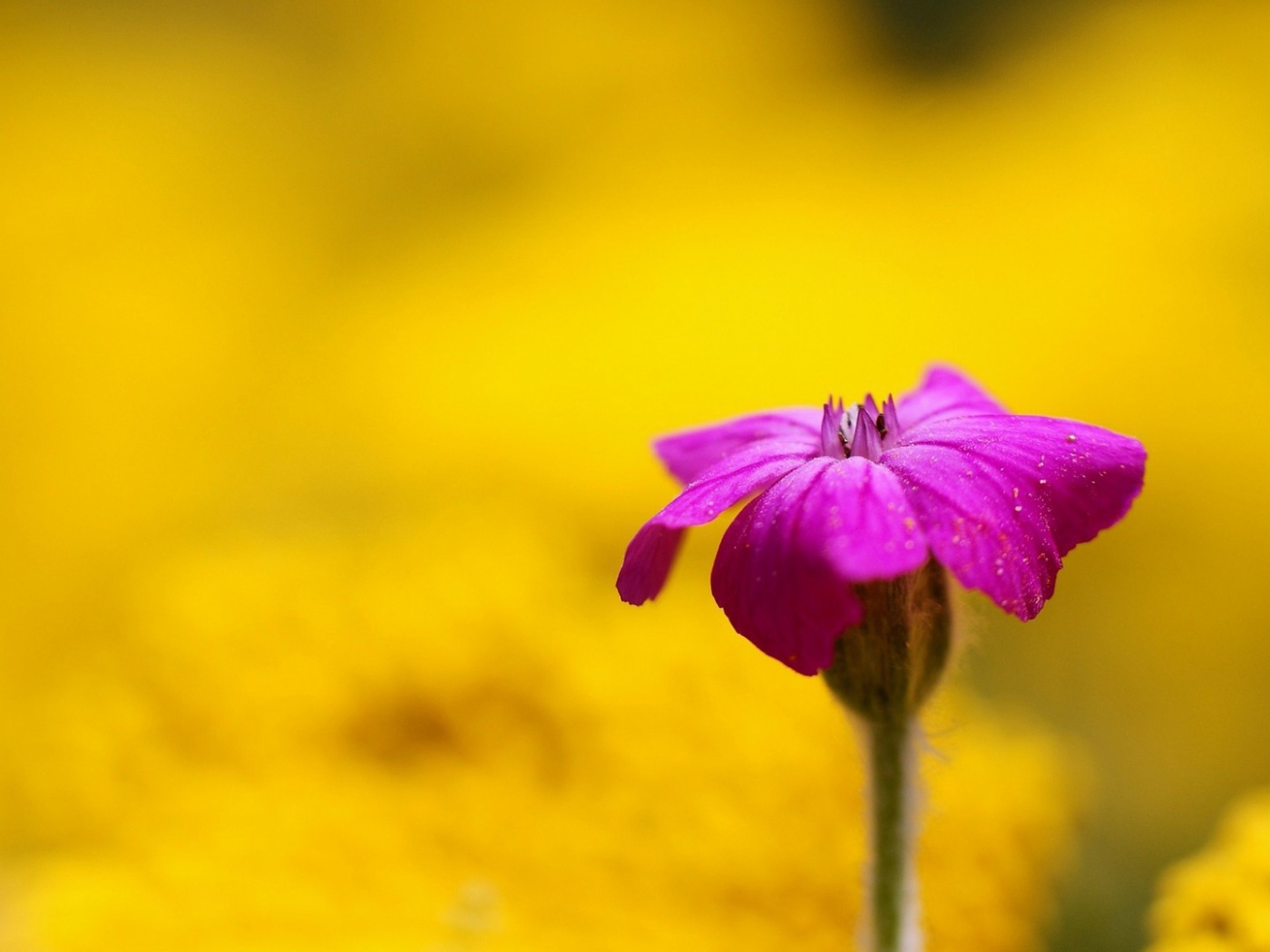 Фиолетовый цветок на жёлтом