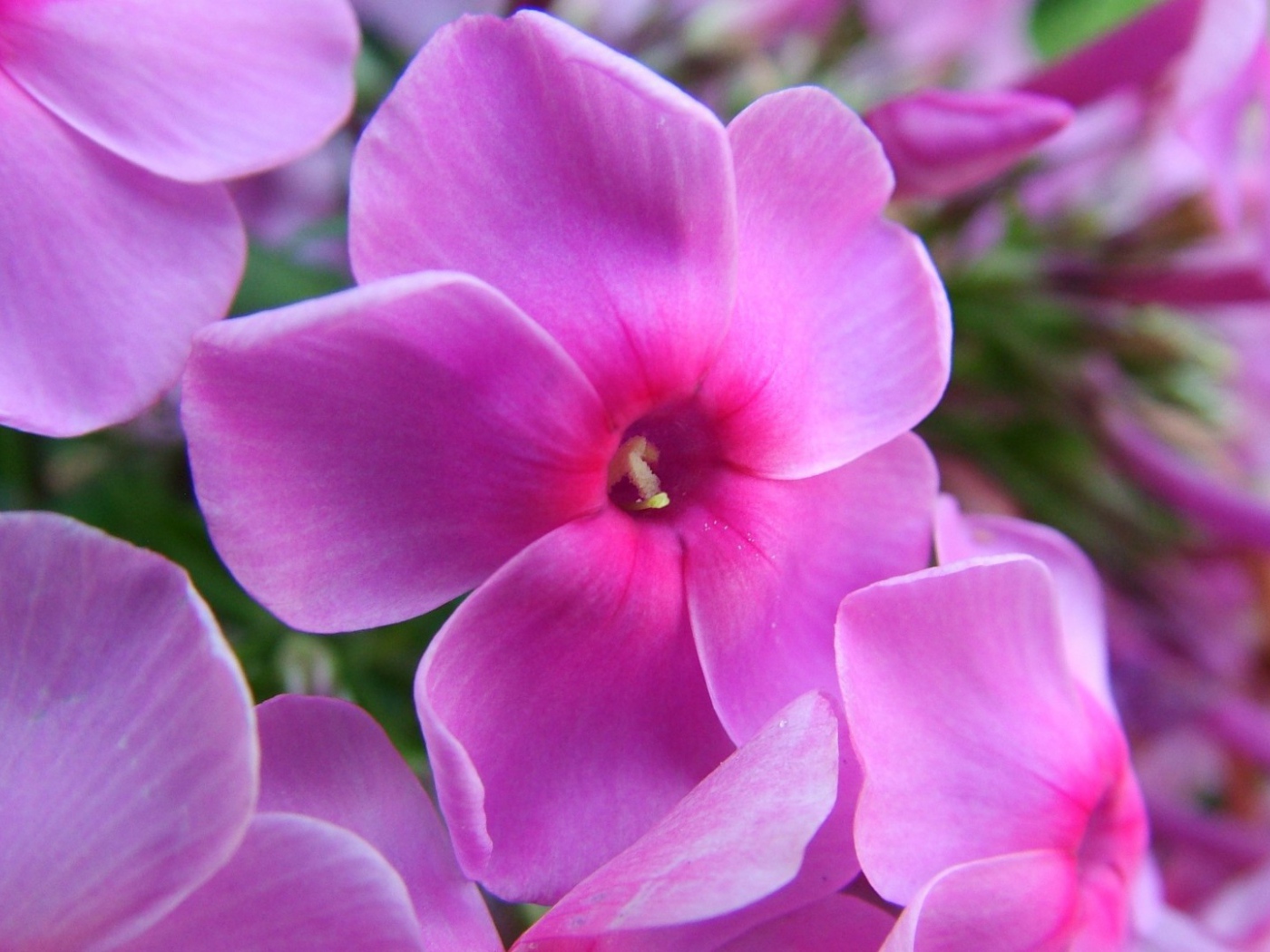 Фиолетовые цветы