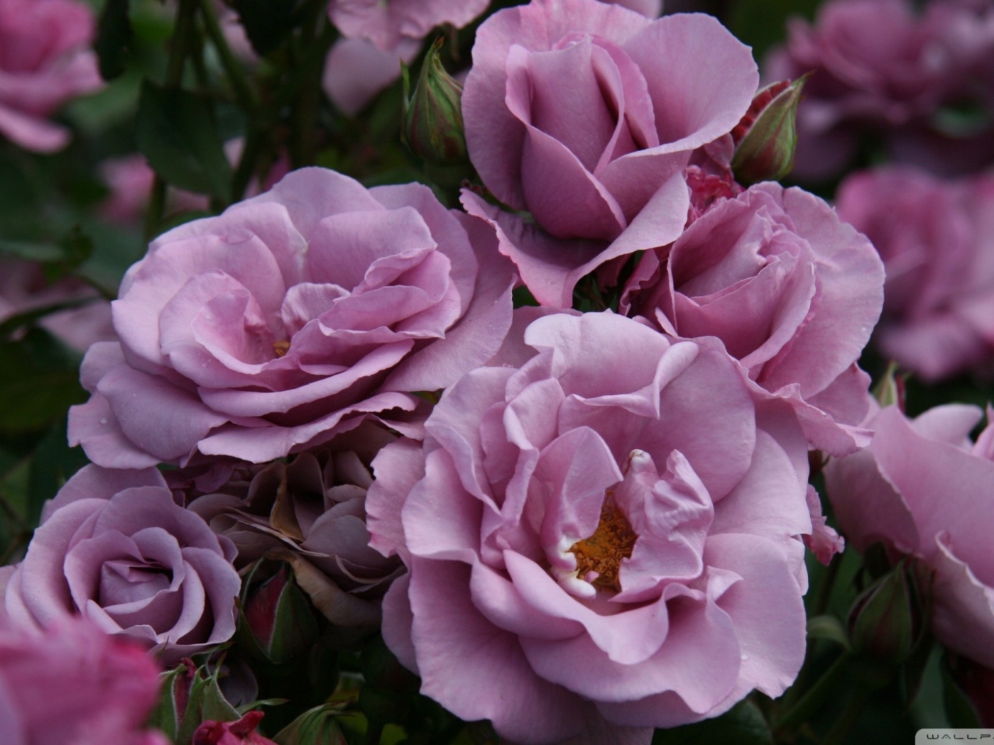 Садовые фиолетовые розы