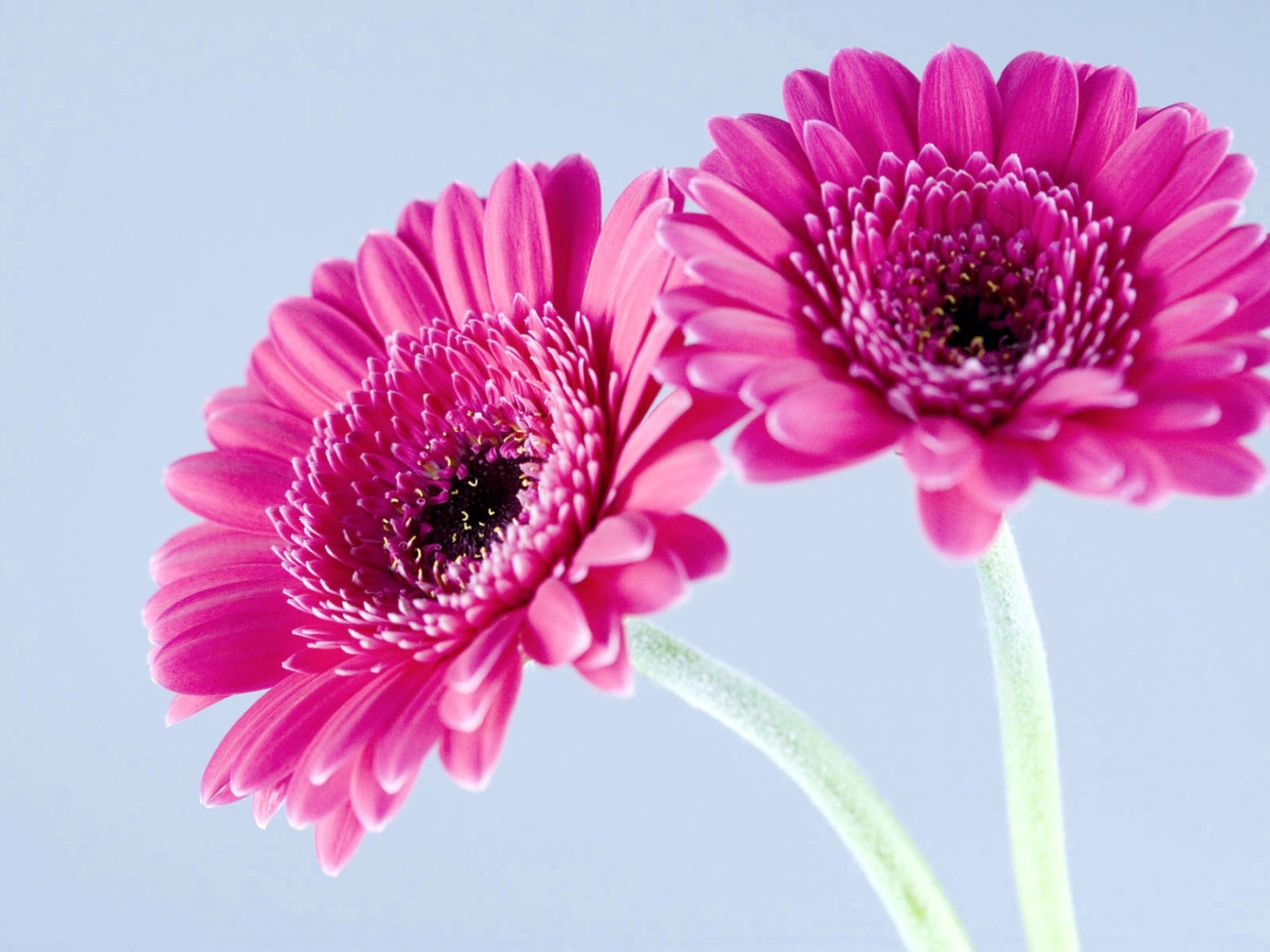 Фиолетовые герберы