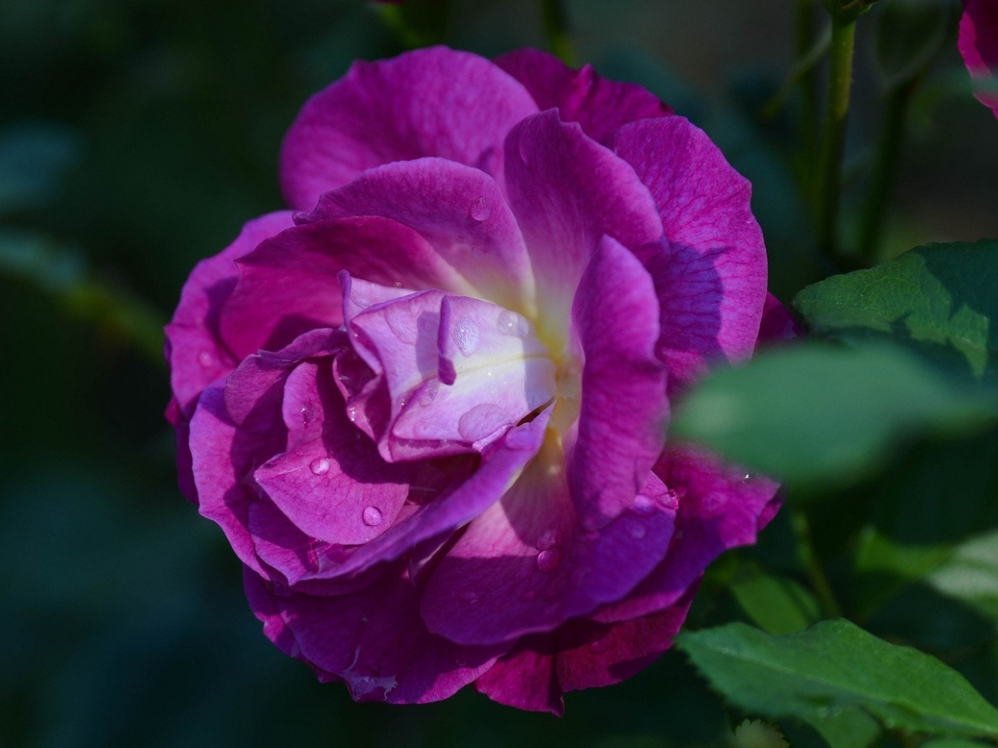 Фиолетовая роза в саду у дома