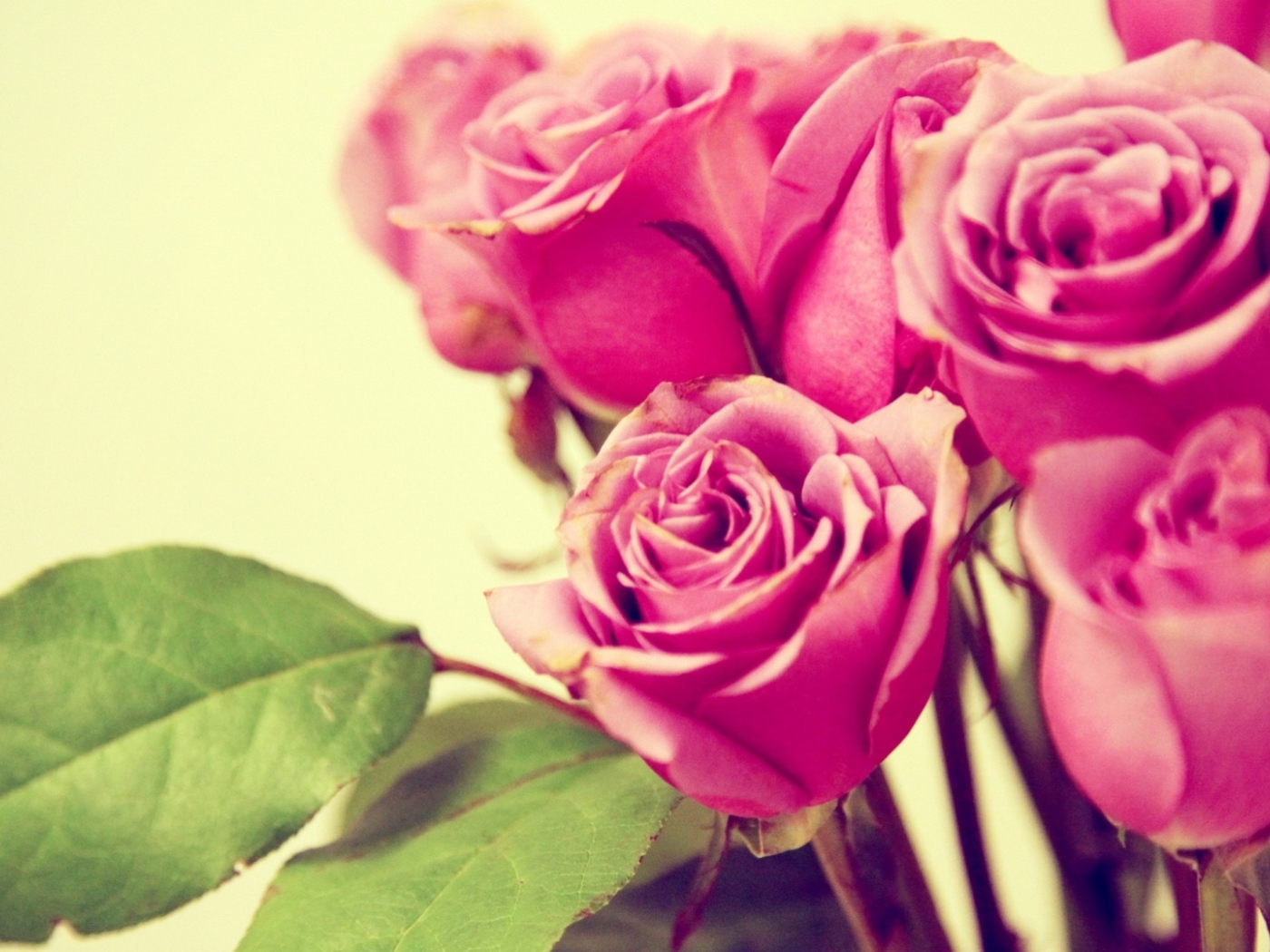 Фиолетовые розы на жёлтом фоне
