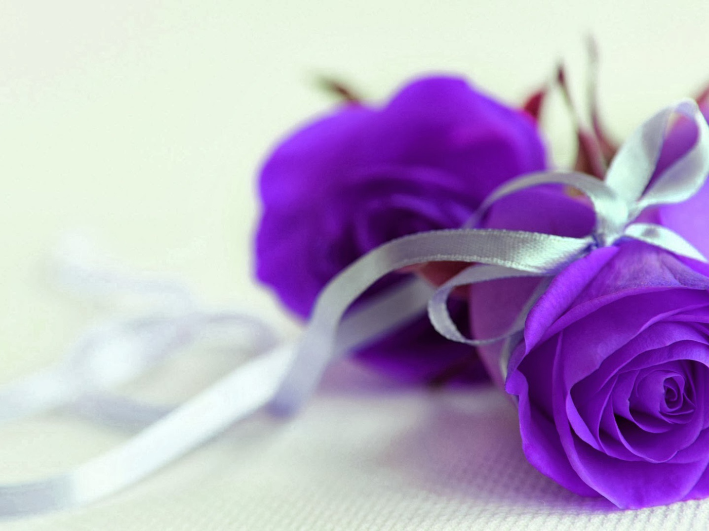 Фиолетовые розы с серебристой ленточкой