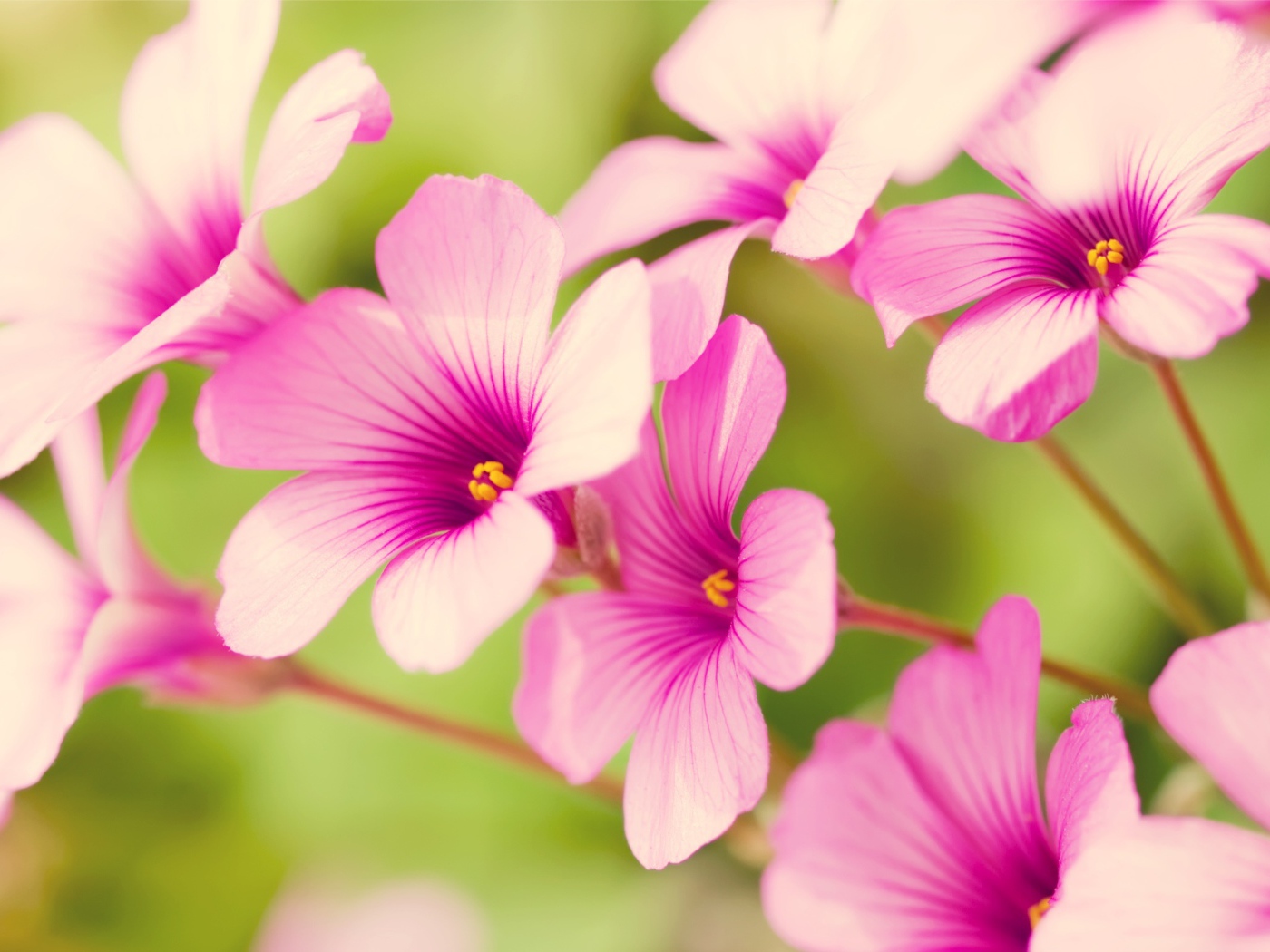 Фиолетовая вербена