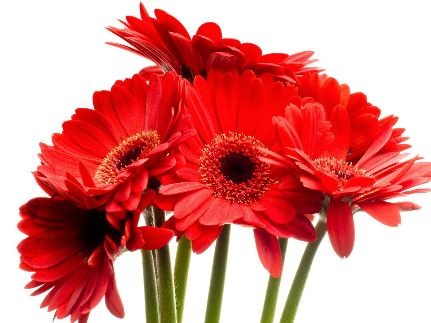 Красные цветы