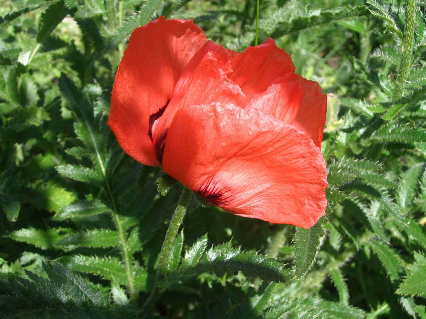 Красный мак расцвел в саду