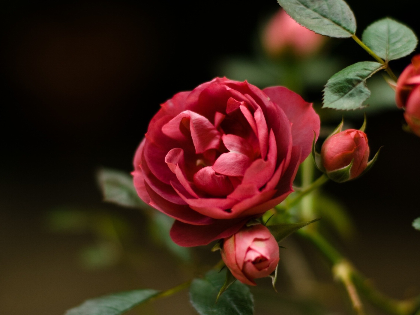 Красная роза и бутоны