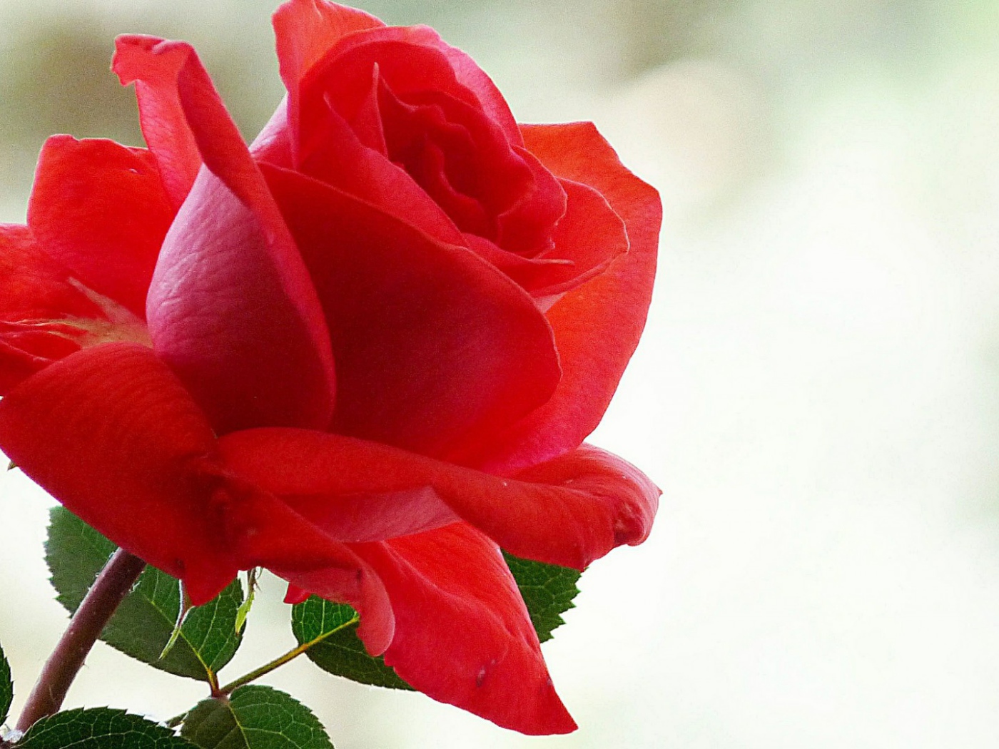 Лепестки красной розы