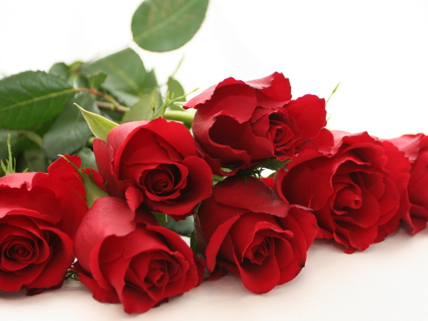 Красные розы на белом столе на белом фоне