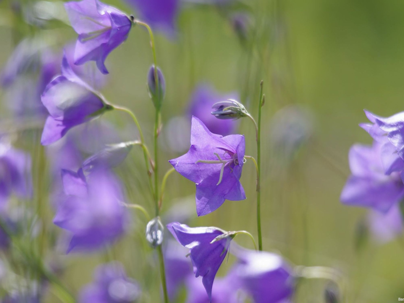 Отражение цветов колокольчиков