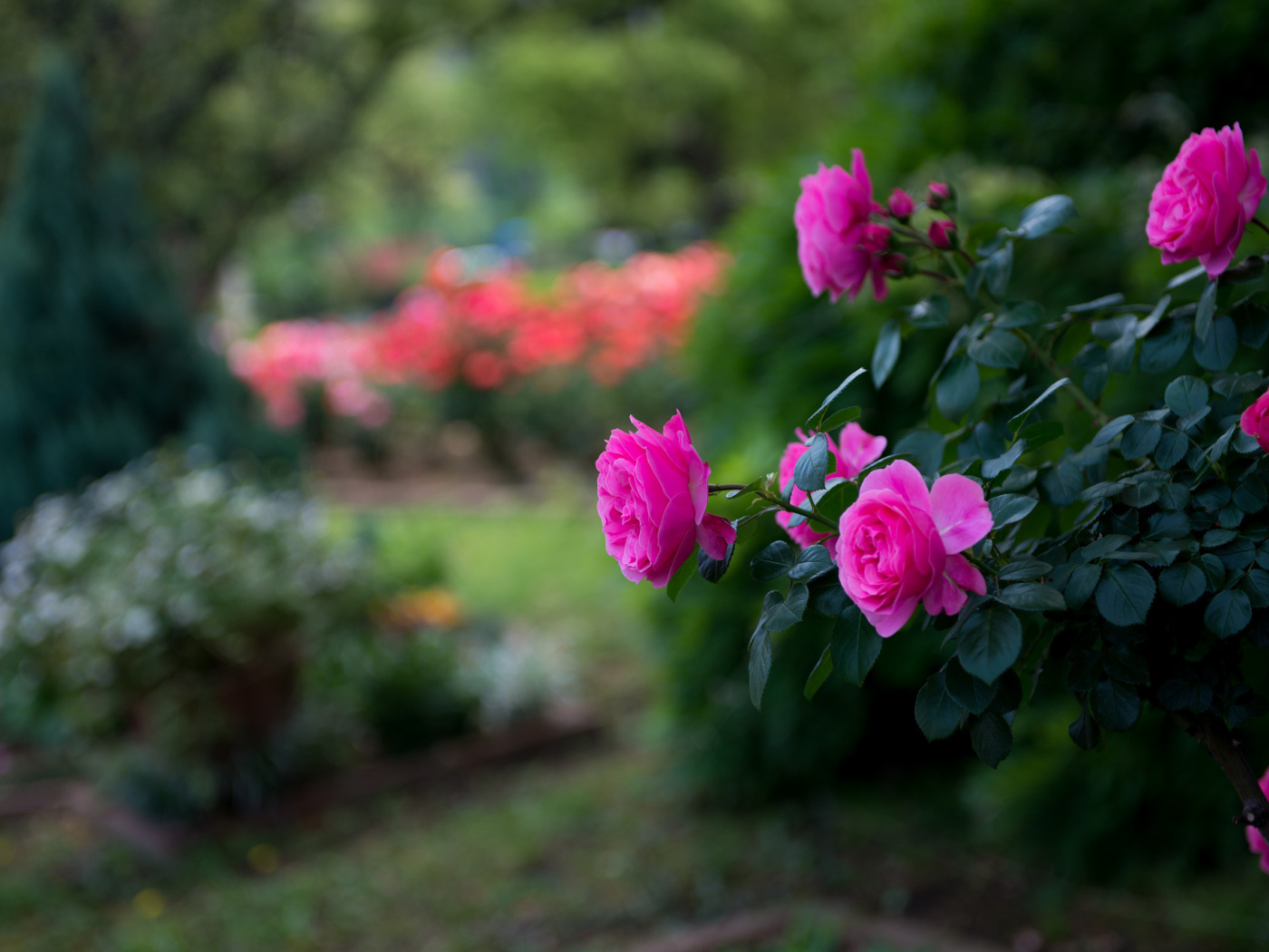 Розовый куст