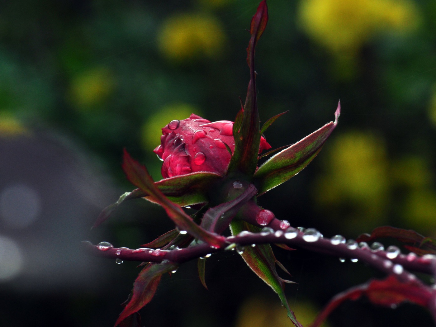 Роза с каплями на стебле