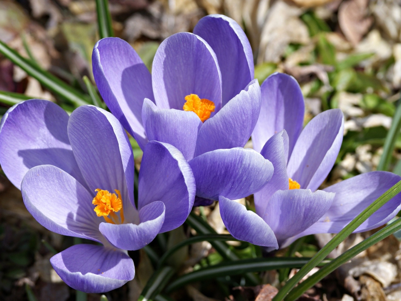 Цветы шафран в саду