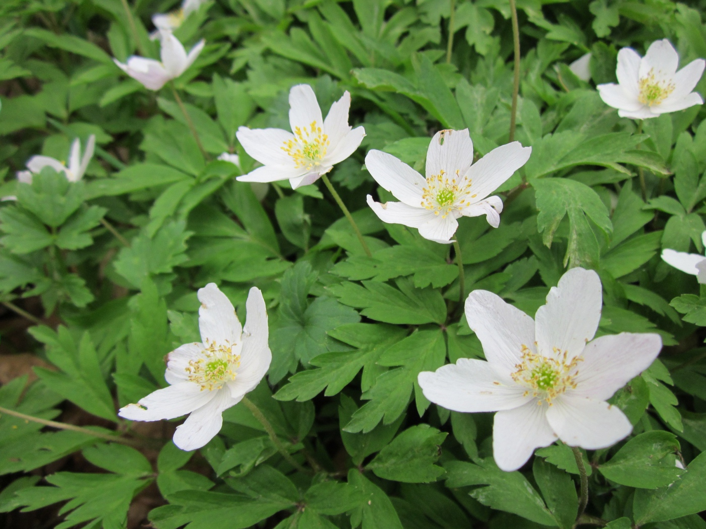 Красивое растение резуха на поляне