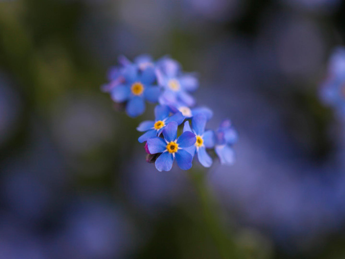 Маленькие красивые  цветы незабудки