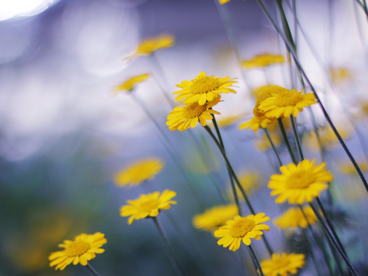 Mаленькие головки цветов