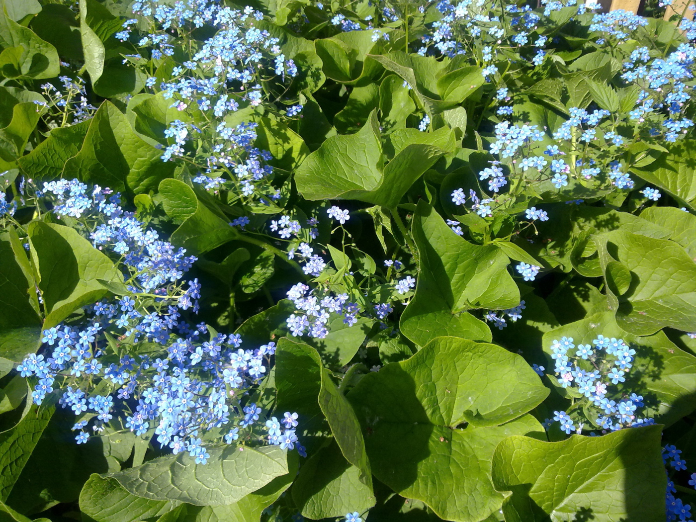 Весенние красивые  цветы незабудки