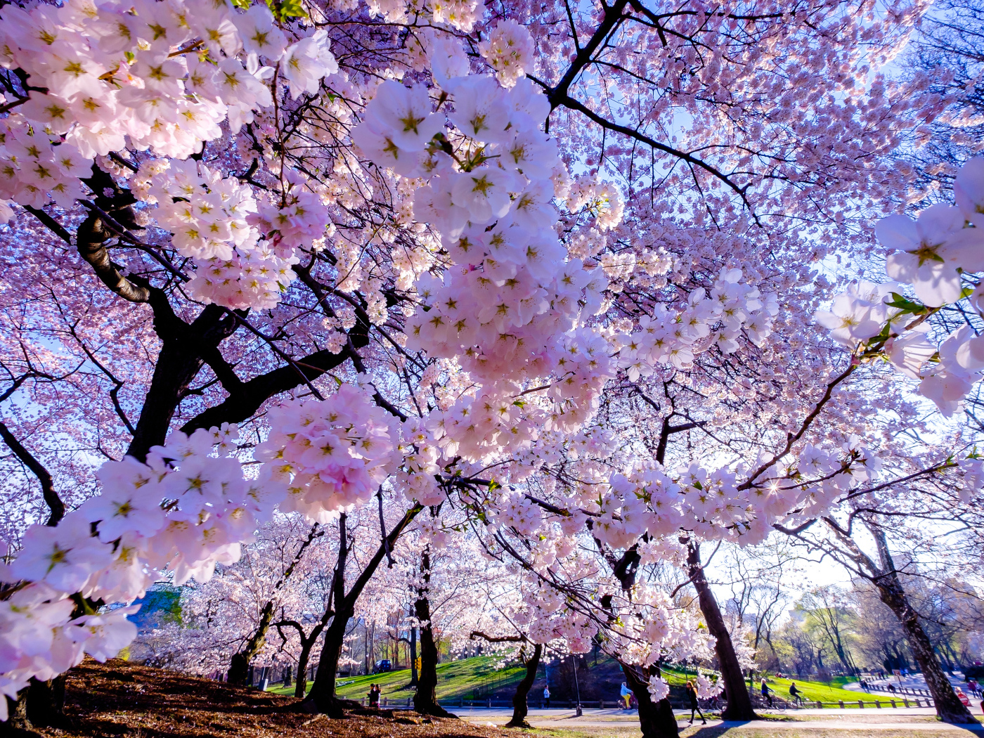 Весенние вишневые цветы