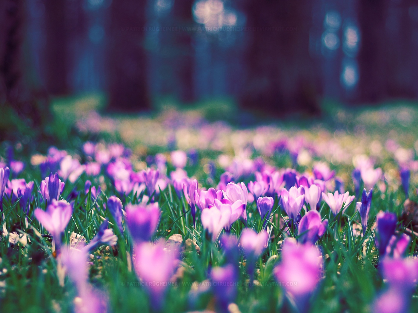 Весенние цветы в парке