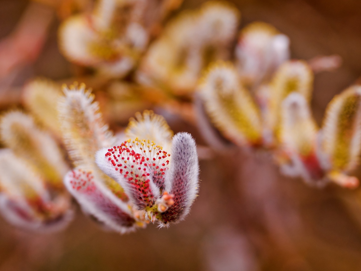 Весенние цветы