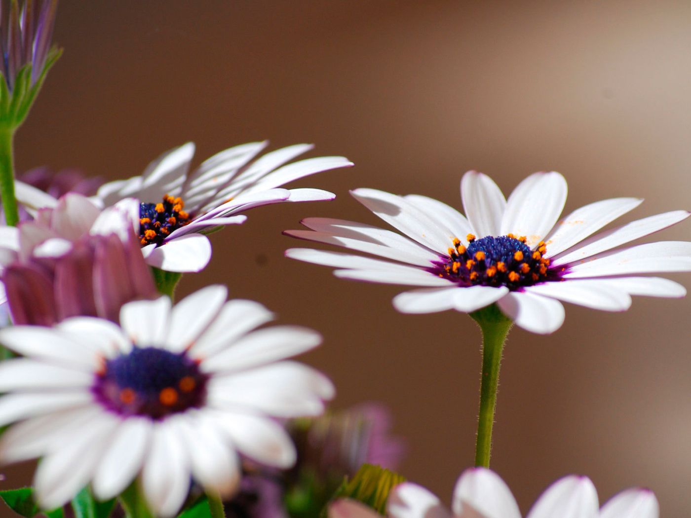 Весенние цветы маргаритки на поляне