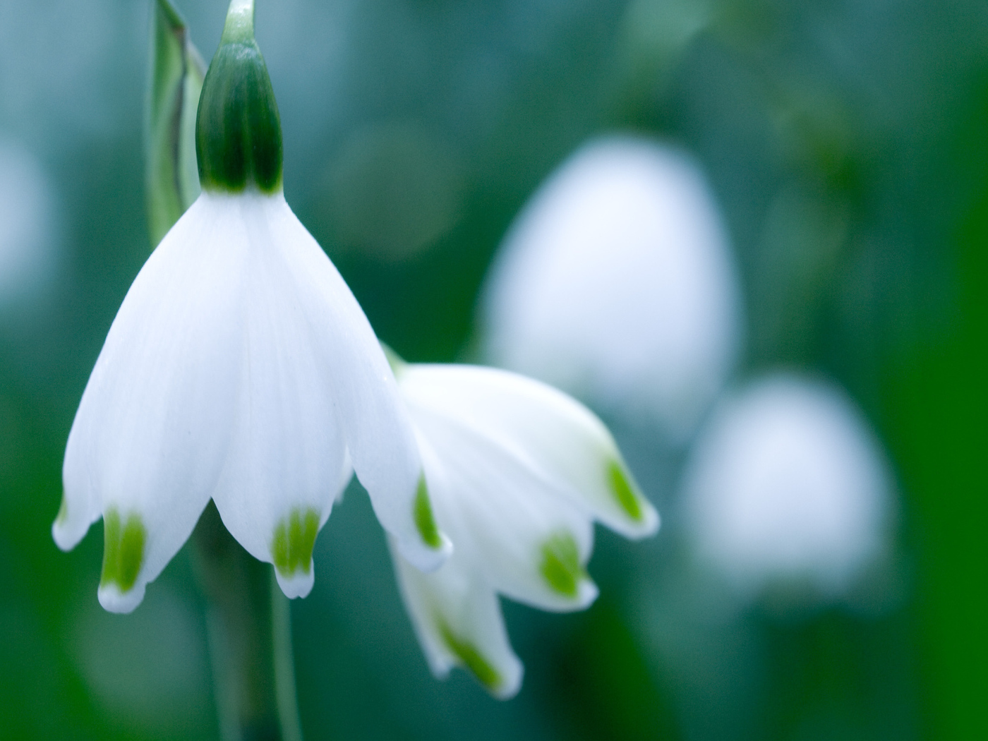 Весенние подснежники в саду