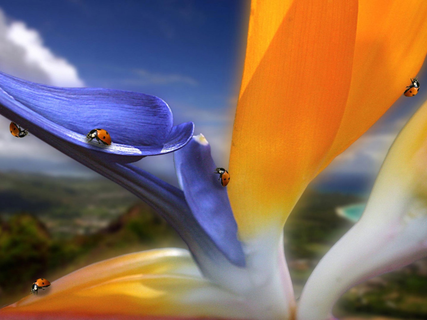 Необычный цветок