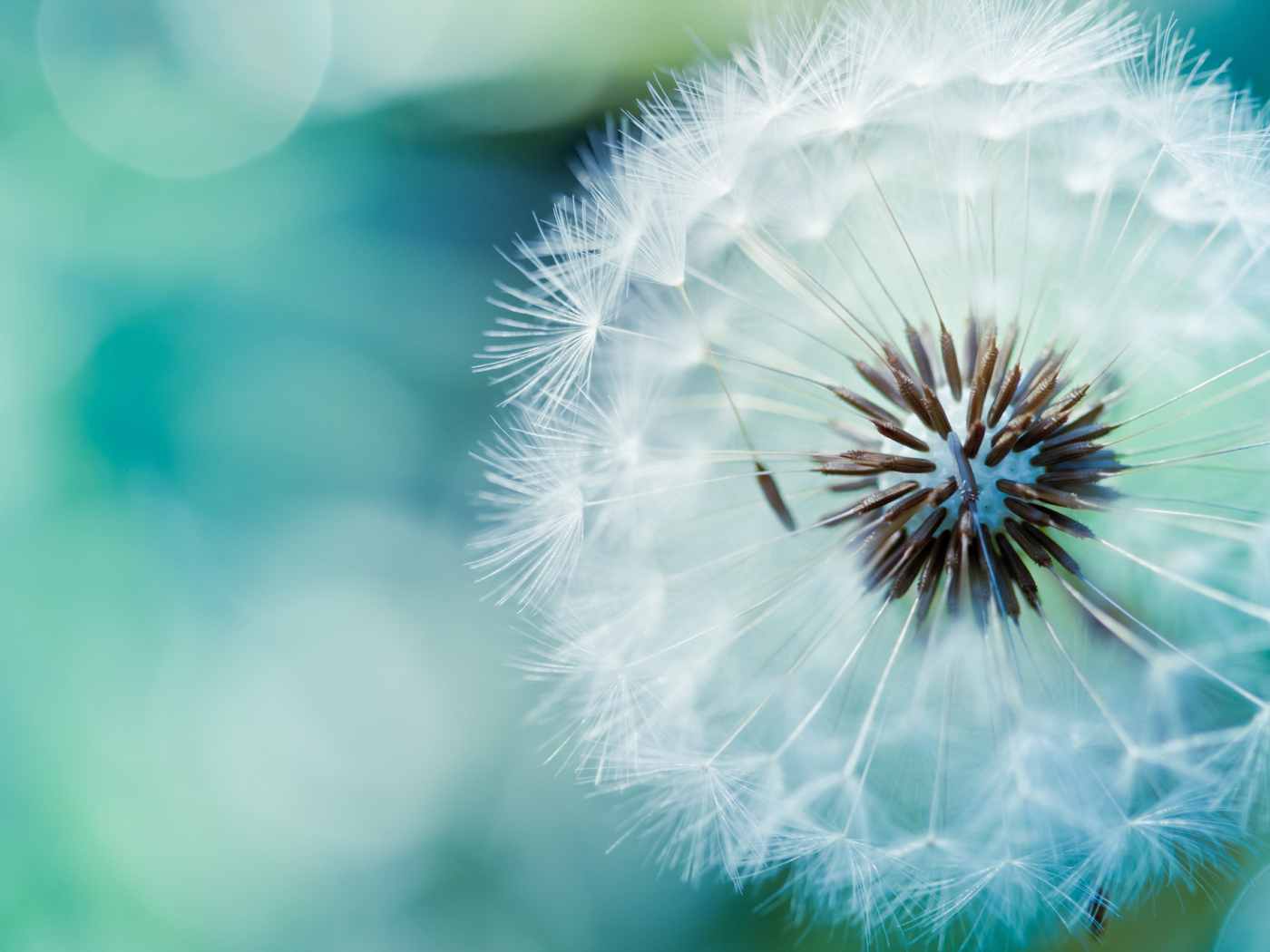 В саду красивый козлобородник (большой одуванчик) 