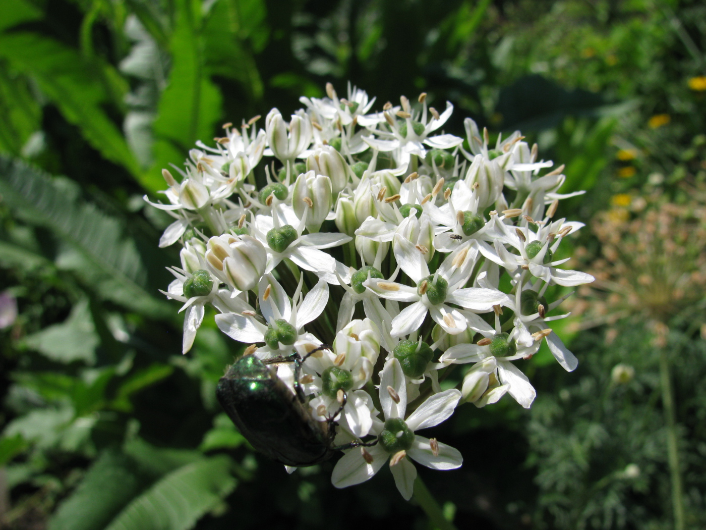 В парке красивые цветы нектароскордум 