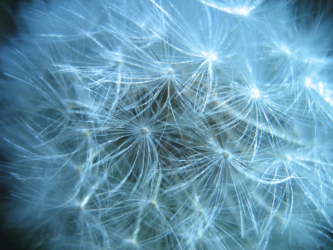 В парке красивый козлобородник (большой одуванчик) 