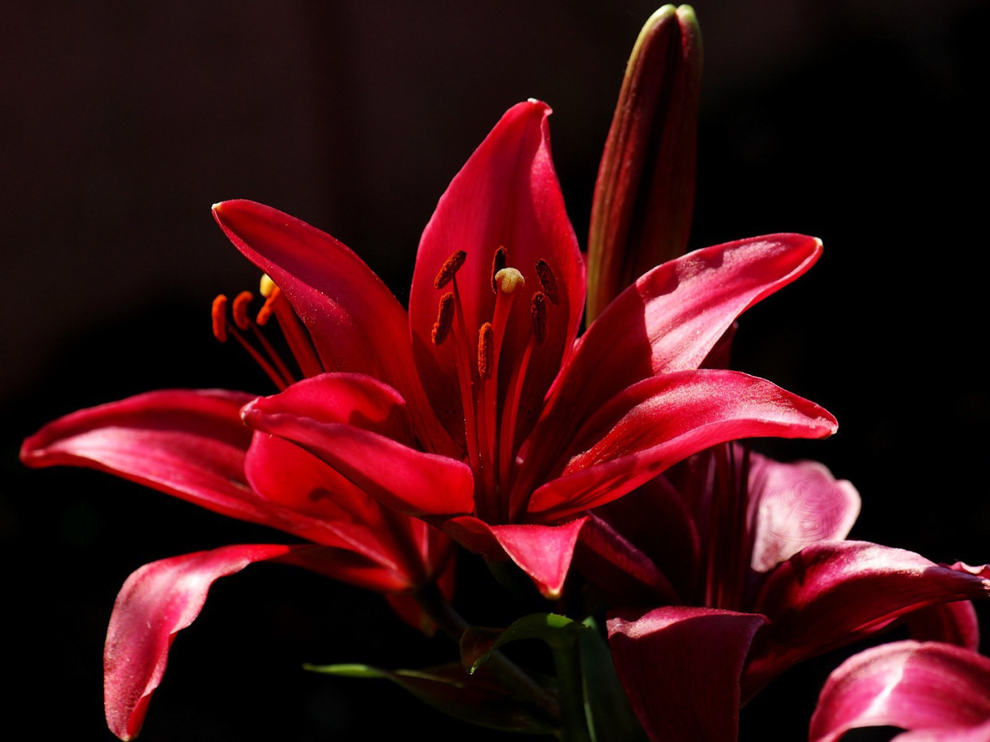 Красный цветок на черном фоне