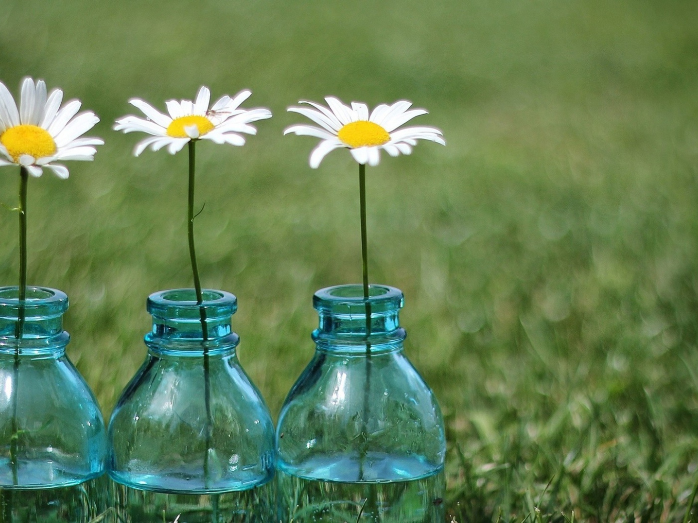 Tри ромашки в бутылках