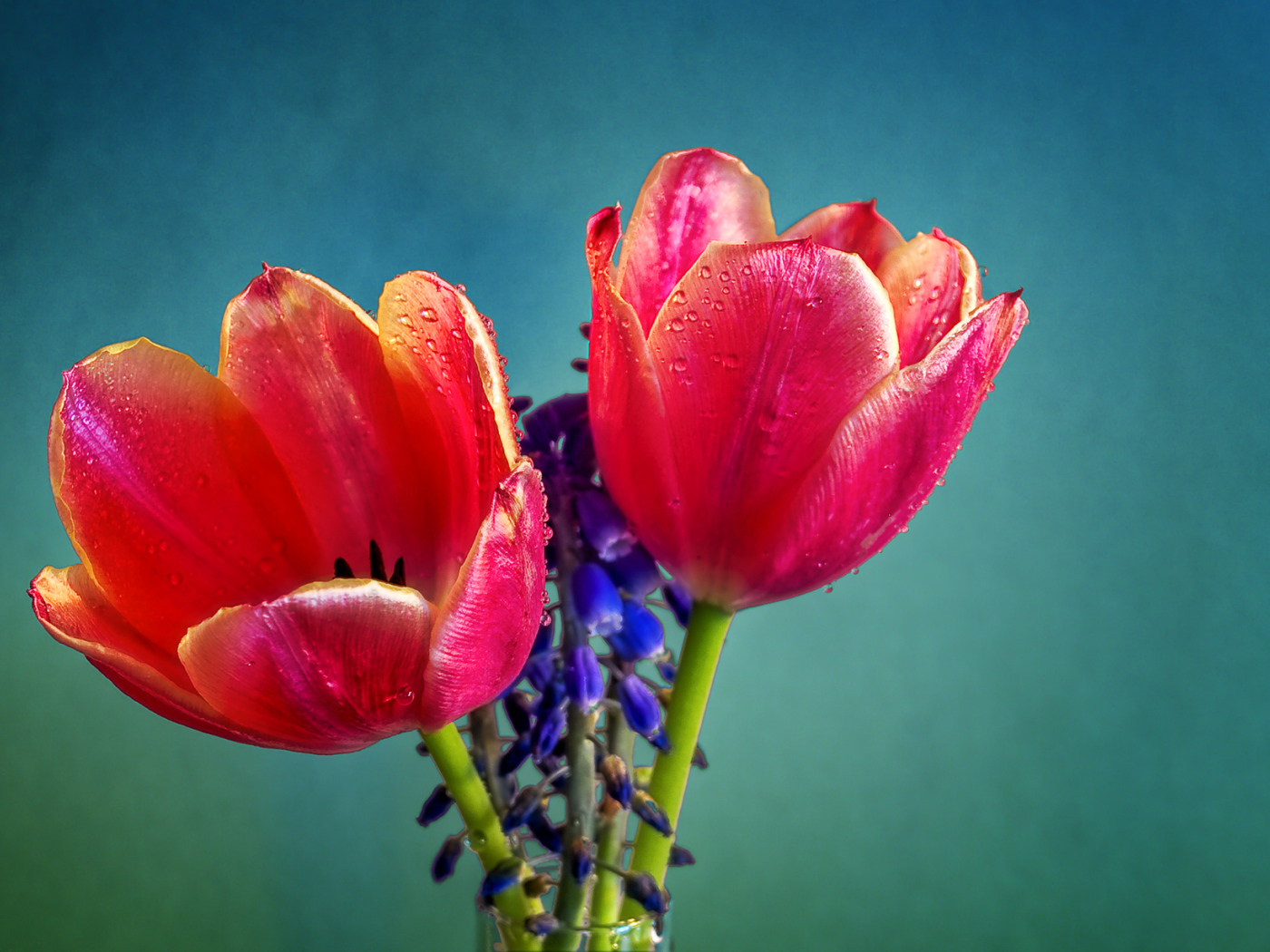 Два красных тюльпана