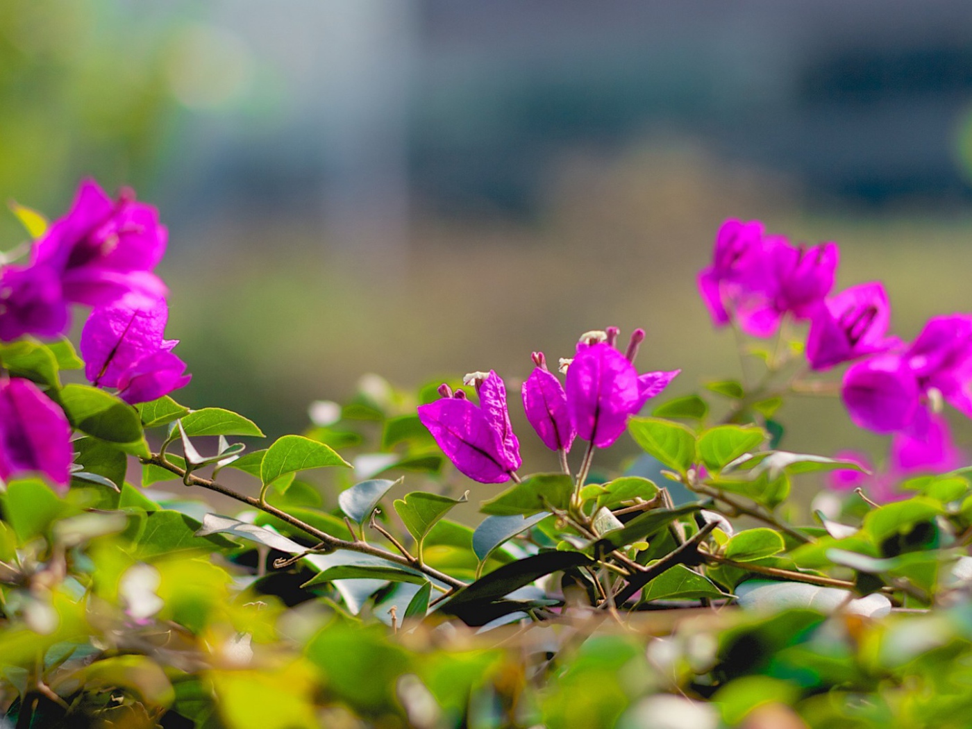 Фиолетовые цветки