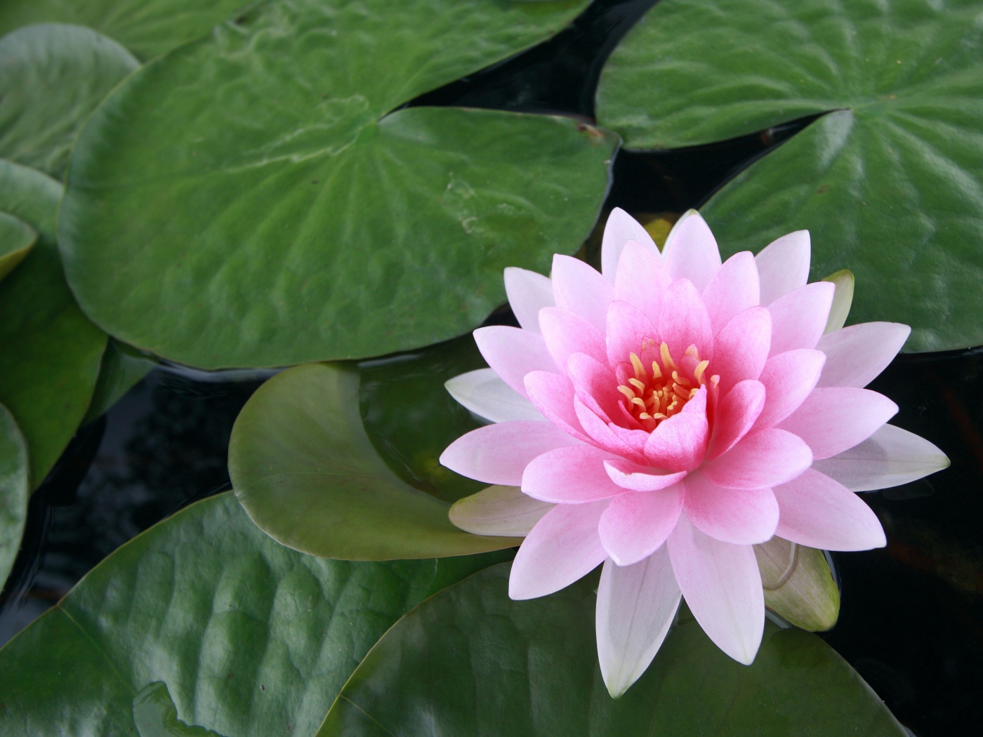 Водяная розовая лилия