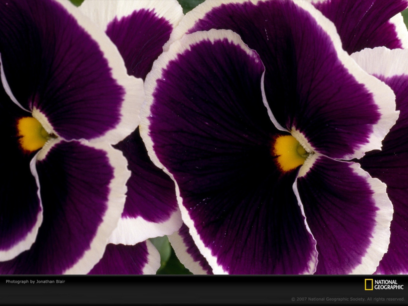 Бело фиолетовые цветы