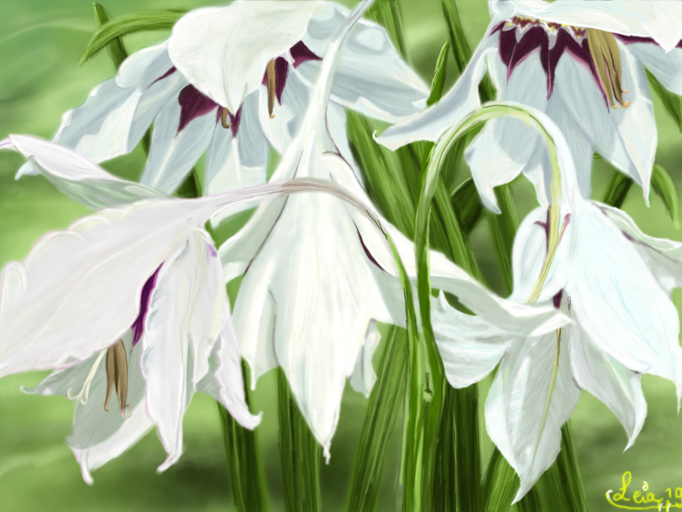 Белые цветы ирисы