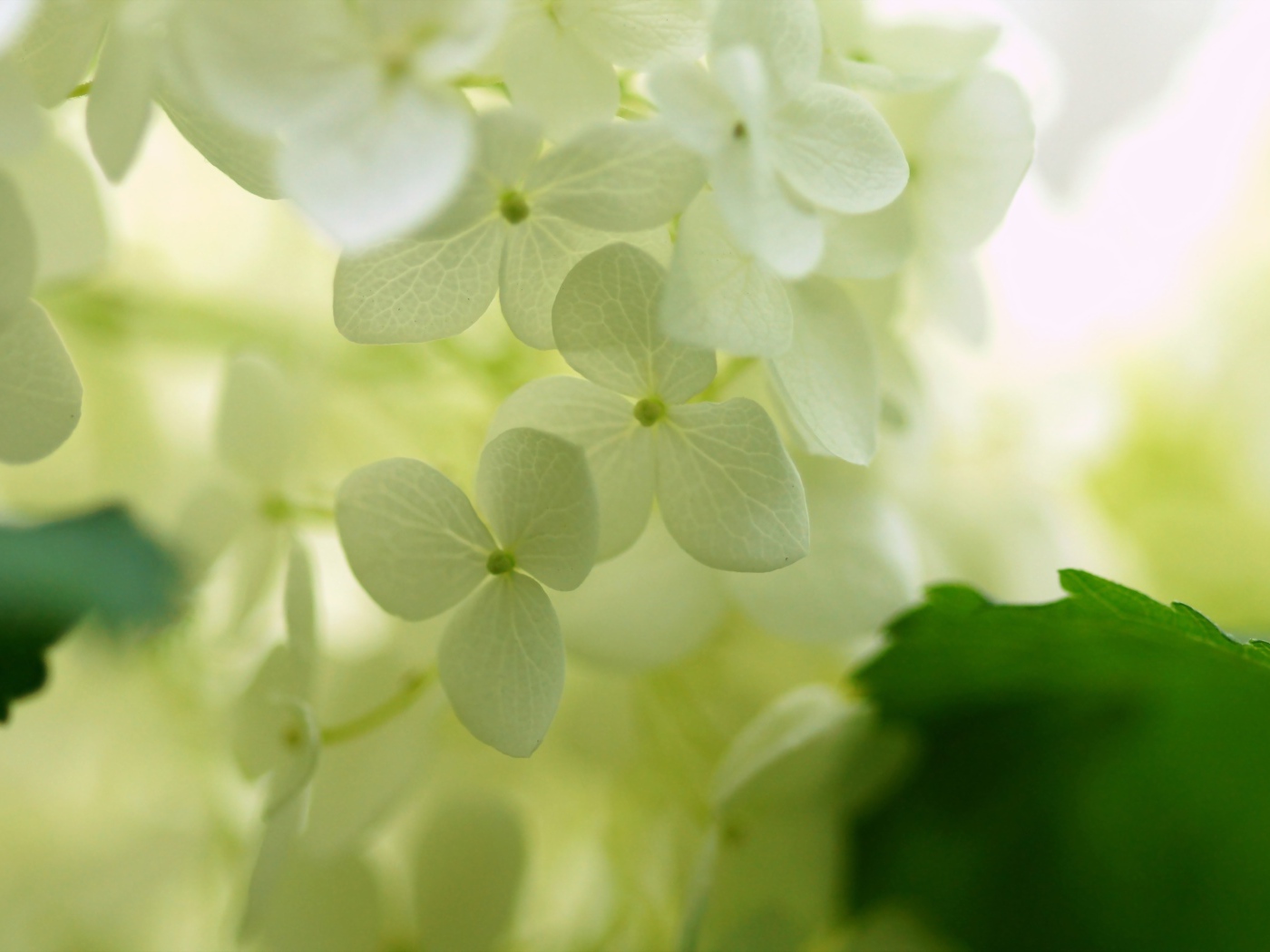 Белые цветки гортензии