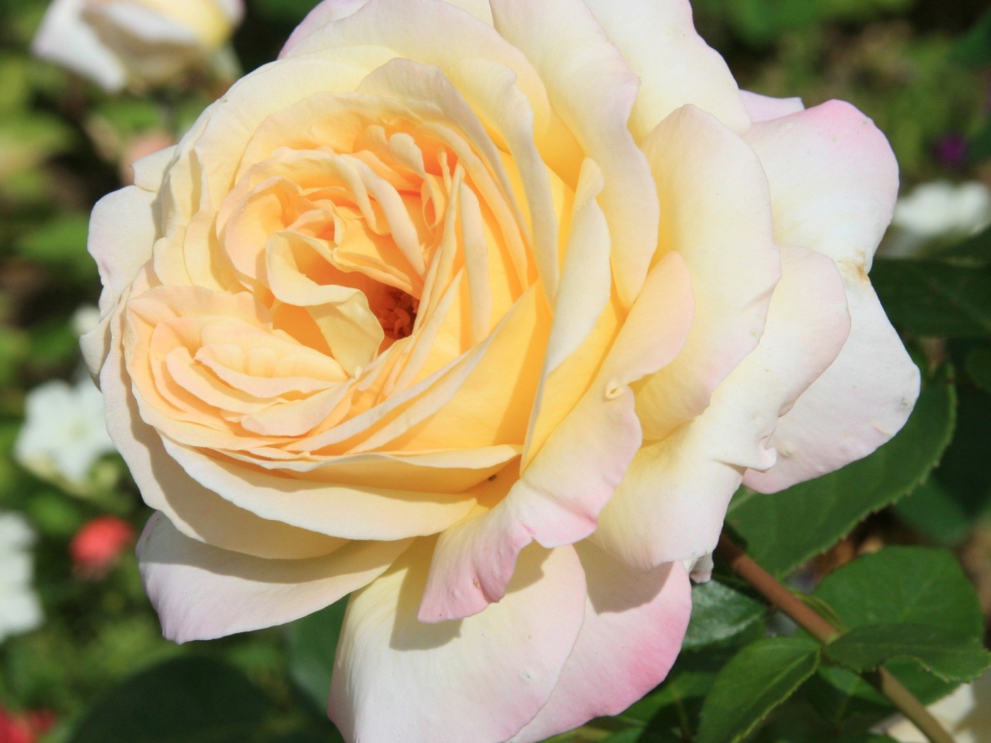 Белая роза на фоне разноцветных цветов