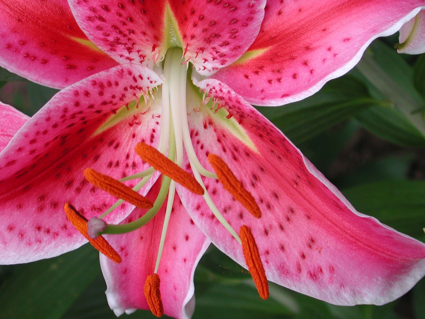 Обои с красным цветком