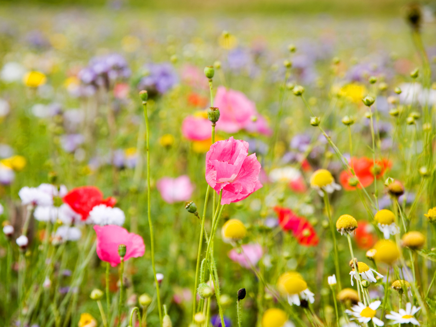 Полевые цветы