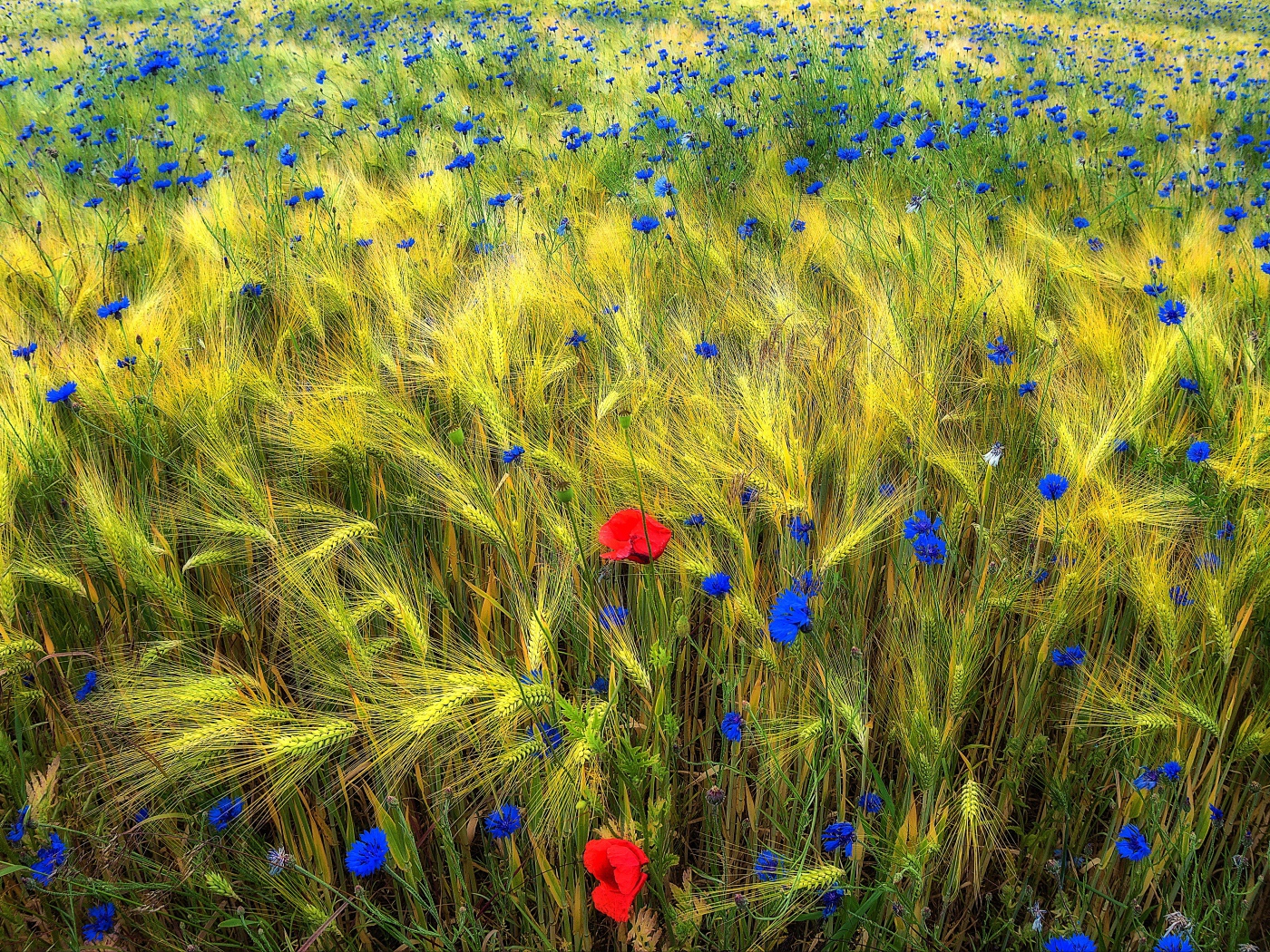 Полевые цветы на Украине