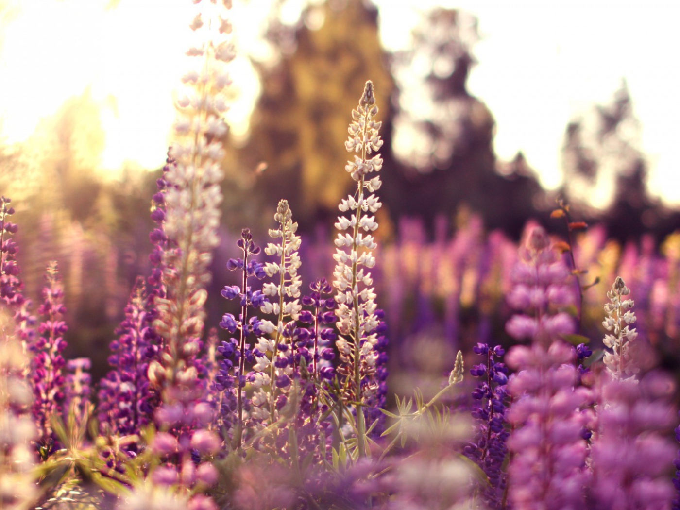 Полевые цветы в лучах солнца