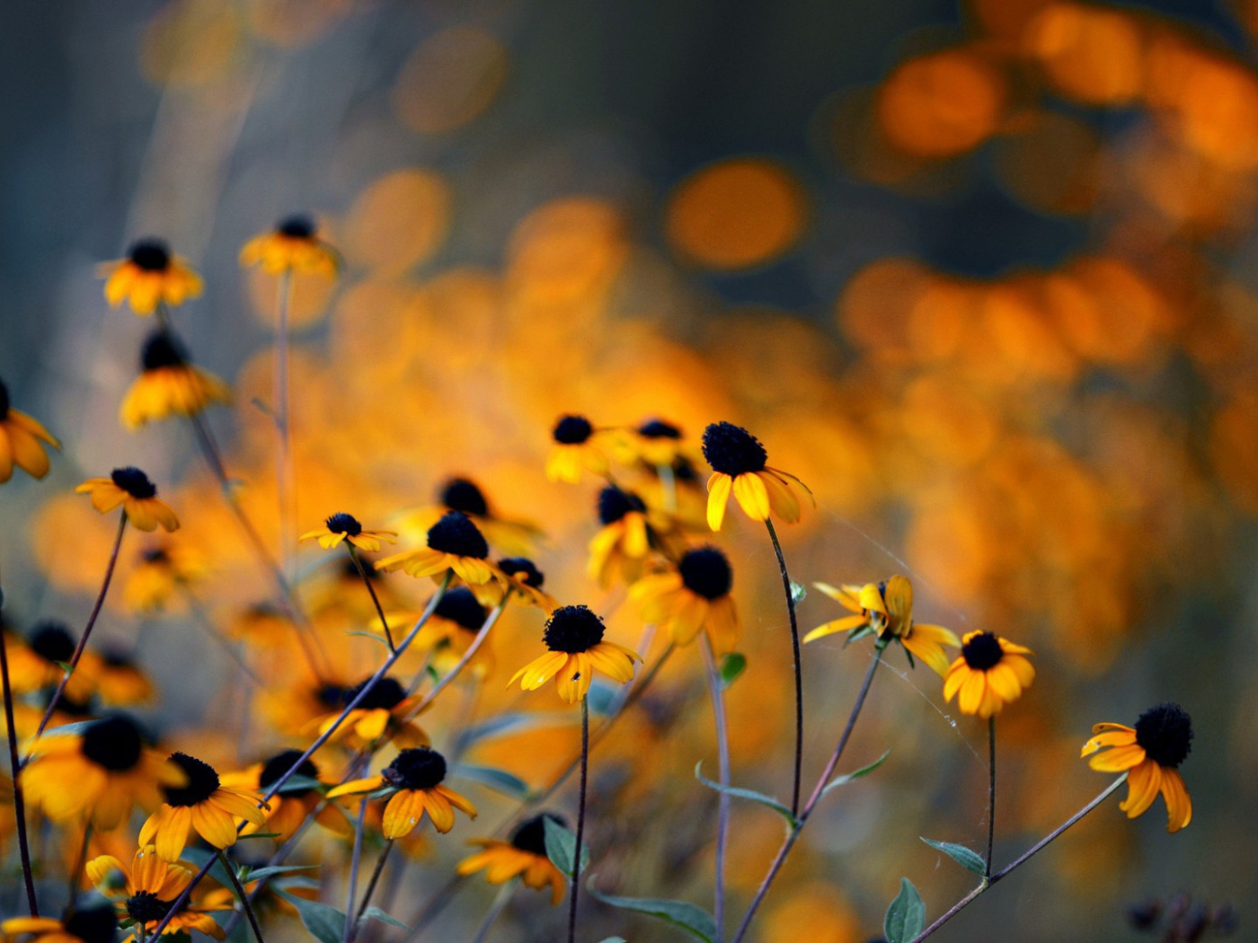 Увядшие в поле цветы