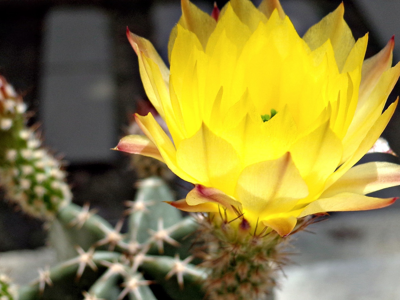 Желтый цветок 