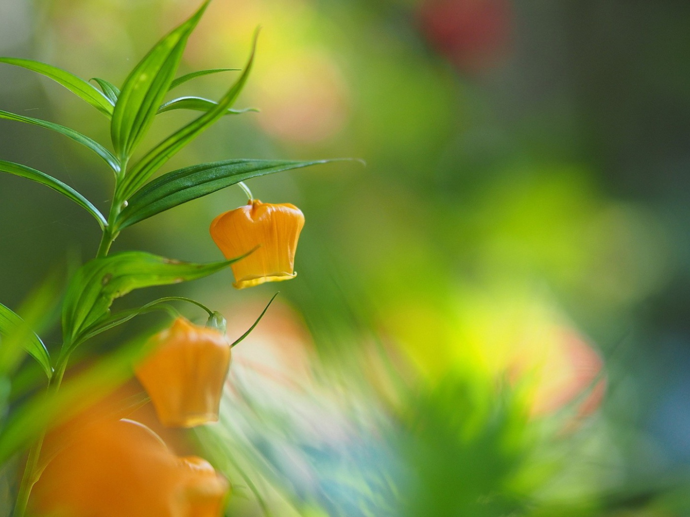 Желтый цветок