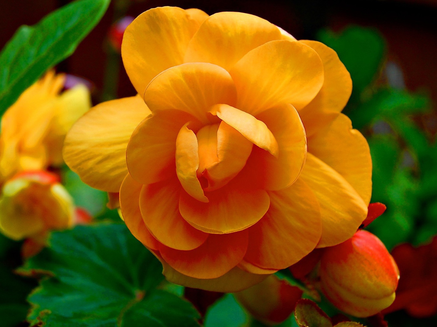 Желтые цветки и бутоны