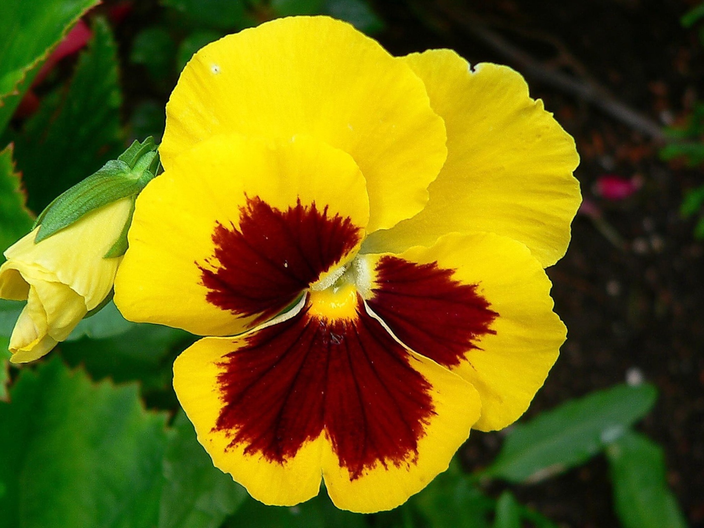 Желтый цветок анютины глазки