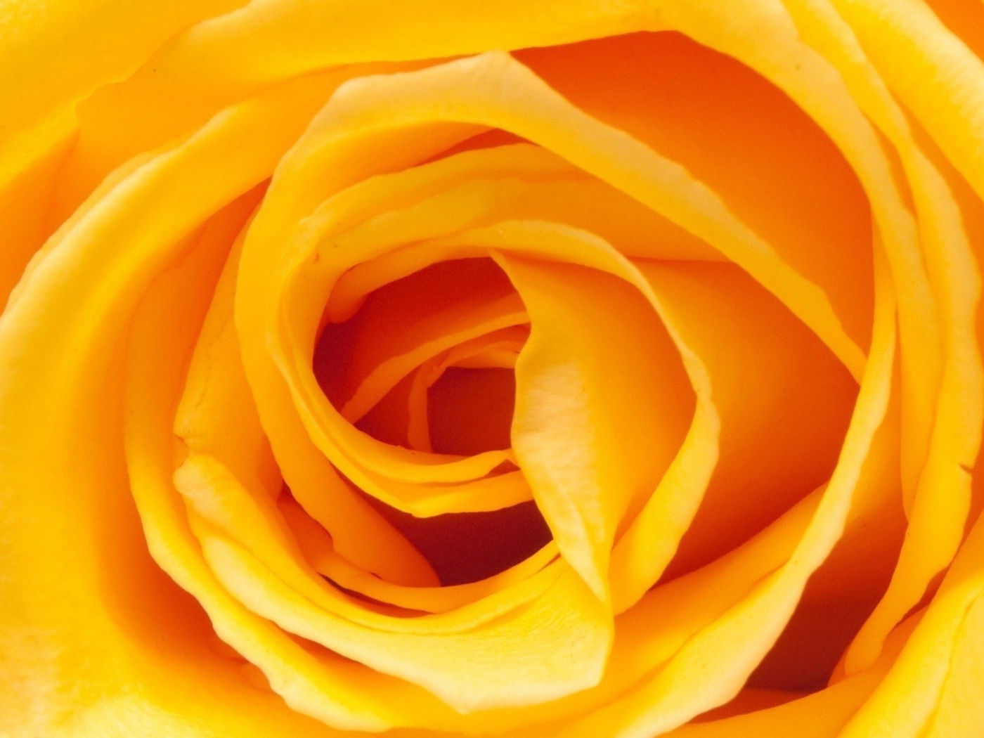 Жёлтая роза, сердцевина