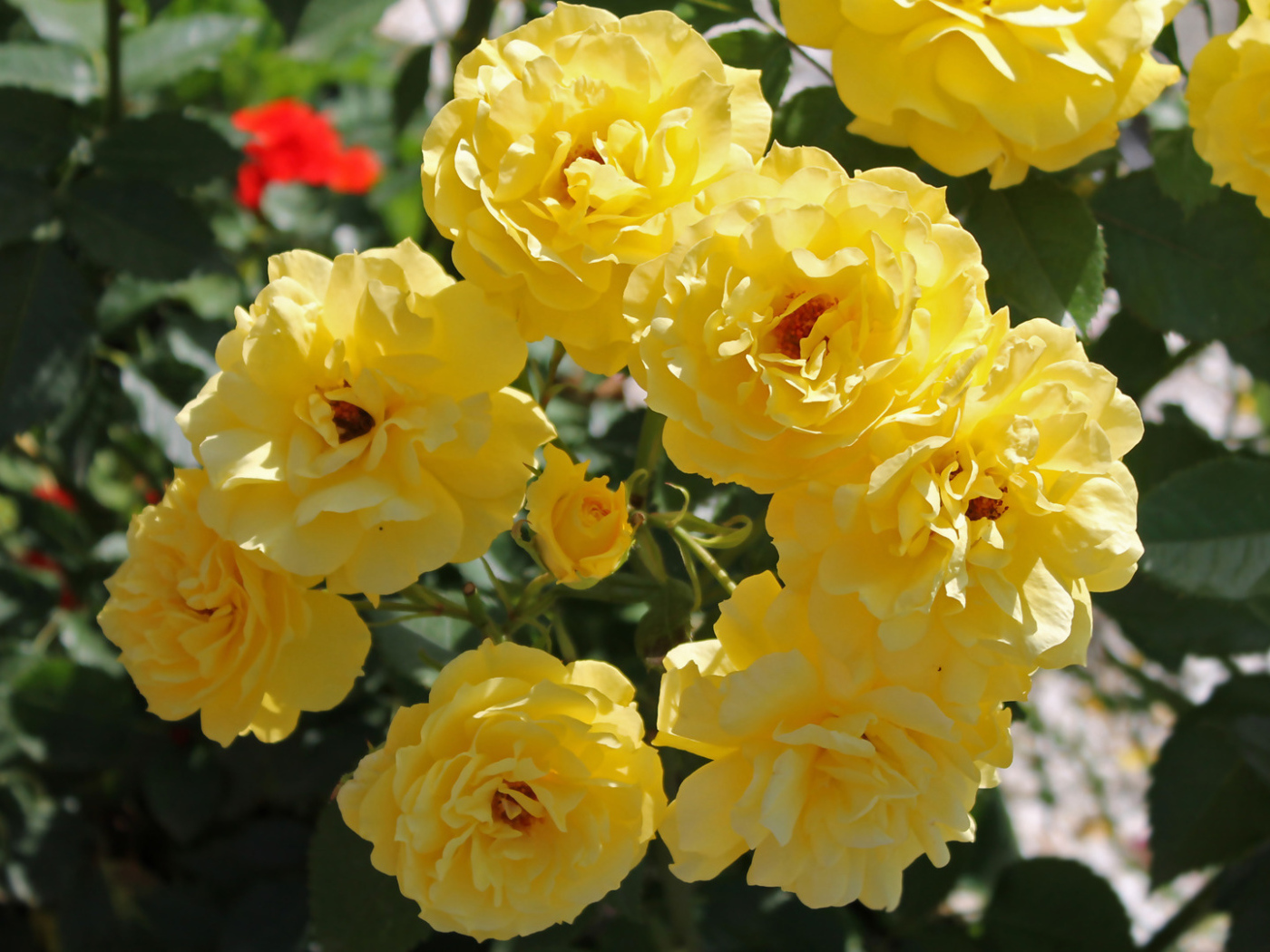 Жёлтые розы на клумбе